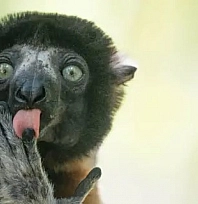 2025'in en komik hayvan fotoğrafları belli oldu!