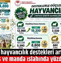2026'da hayvancılık destekleri artırılıyor: Küçükbaş ve manda ıslahında yüzde 60 zam