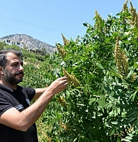 22 bin sumak fidanı verime geçti