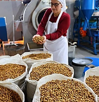 22 kadın, Ağın leblebisini Türkiye'ye taşıdı