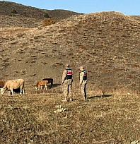 23 büyükbaş hayvan gece yarısı kayboldu...