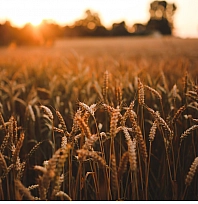 TİGEM tonlarca buğdayı satışa çıkardı!