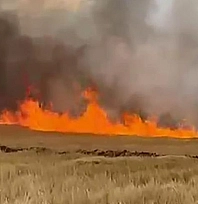 5 bin dönük ekili buğday tarlası alevlere teslim oldu