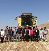 5 farklı buğday çeşidi hasat edildi