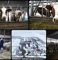 6 Şubat depremlerinde hayvaları telef olmuştu! Devlet desteğiyle yaralarını sardı