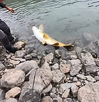 60 kiloluk turna balığı yakalandı