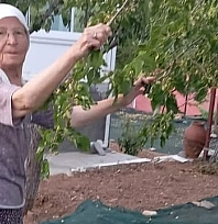 85 yaşındaki çift, geleneksel yöntemlerle dut pekmezi üretimini sürdürüyor