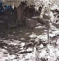 Aç kalan çakal köye indi