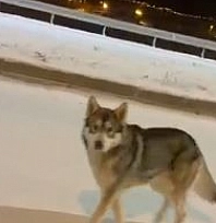 Aç Kalan Kurt İlçe Merkezine İndi