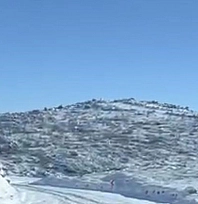 Aç kalan kurt ve domuz sürüsü yerleşim yerine indi