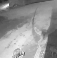 Aç kalan kurtlar köye indi