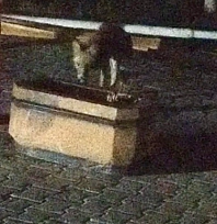 Aç kalan tilki şehir merkezine indi