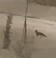 Aç kalınca şehir merkezine indi