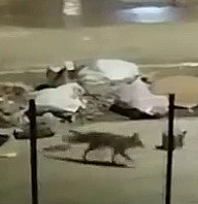 Aç kalan tilkiler yerleşim yerlerine indi