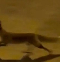 Aç tilki kent merkezine indi