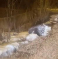 Afrika'nın tehlikeli kirpisi görüntülendi