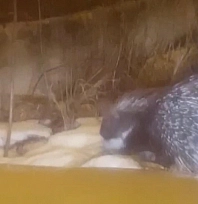 Afrika'nın tehlikeli kirpisi Türkiye'de! Bakın hangi ilde göründü!