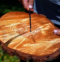 Ağaçların gövdesindeki halkalar doğanın hafızasını taşıyor