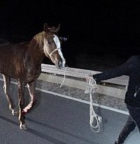 Akçadağ'da kaçan yarış atlarıyla ilgili soruşturma başlatıldı