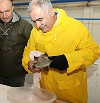 Alabalık sağım çalışmaları sürüyor