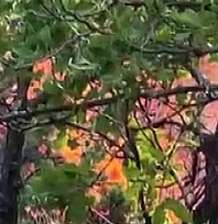 Alevler ormanlık alana sıçradı