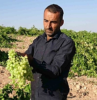 Kayısıya rakip çıktı: Malatya'nın unutulan lezzeti kapış kapış satılıyor!