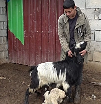 Annesinin kabul etmediği kuzuyu keçiler sahiplendi