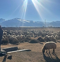 Aralık ayında bahar havası! Sürüler yeniden meraya çıkarıldı