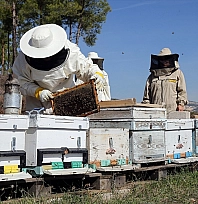Arıcılara mesleki standart geliyor