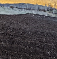 Arpalar kar yağmadan toprakla buluşuyor