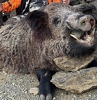 Avcılar 200 kiloluk domuz avladı