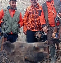 Avcılar sürü halinde domuz avladı