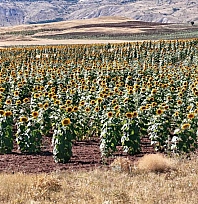 Ayçiçeği üretimi geçen yıla göre yüzde 109 arttı