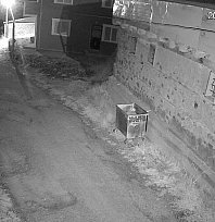 Ayıların uykusu kaçtı: Yerleşim yerlerine dadandı