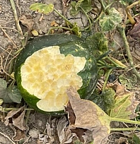 Bahçeler domuzların istilasına uğradı