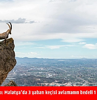 Bakanlık ihale çıktı: Malatya'da 3 yaban keçisi avlamanın bedeli 1 milyon 350 bin TL