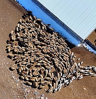 Bakanlık Tescilledi: Malatyalı üreticilere 4,6 milyonluk ek kaynak