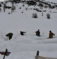 Bal arıları çığ altında kaldı