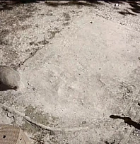 Bal porsuğu ile sansar aynı karede görüntülendi