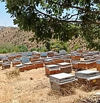 Bal sağımı başladı