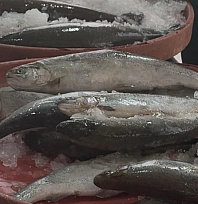 Balık pazarında hareketlilik arttı: Peki balık fiyatları nasıl? İşte en çok satılan balıklar ve fiyatları...