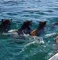 Balık tutmaya gitti, barajda domuz sürüsüyle karşılaştı