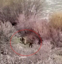 Balıkçının karşısına ayı çıktı