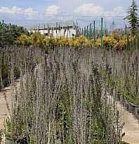 Battalgazi'de 210 bin fidan toprakla buluştu