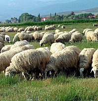 Bin 200 küçükbaş hayvan ihaleyle satılacak!