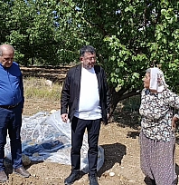 Binbir emekle toplanıp kurutulmaya bırakılmıştı... Veli Ağbaba açıkladı: 200 ton kayısı ziyan oldu