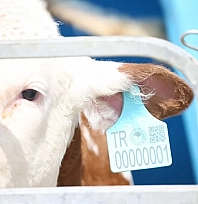 Büyükbaş hayvancılıkta yeni dönem: Plastik küpeler tarih oluyor!