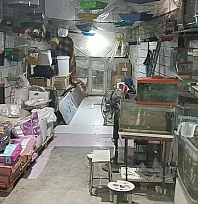 Camı kırıp 9 papağan çaldılar