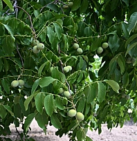 Ceviz hasadı başladı