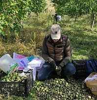 Ceviz hasadı başladı